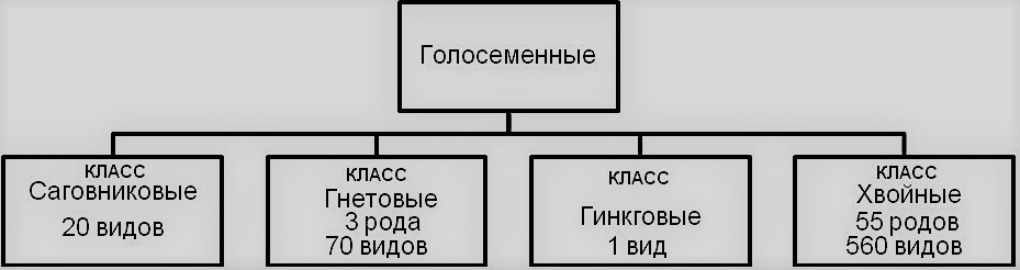 какое строение имеют семена голосеменных растений