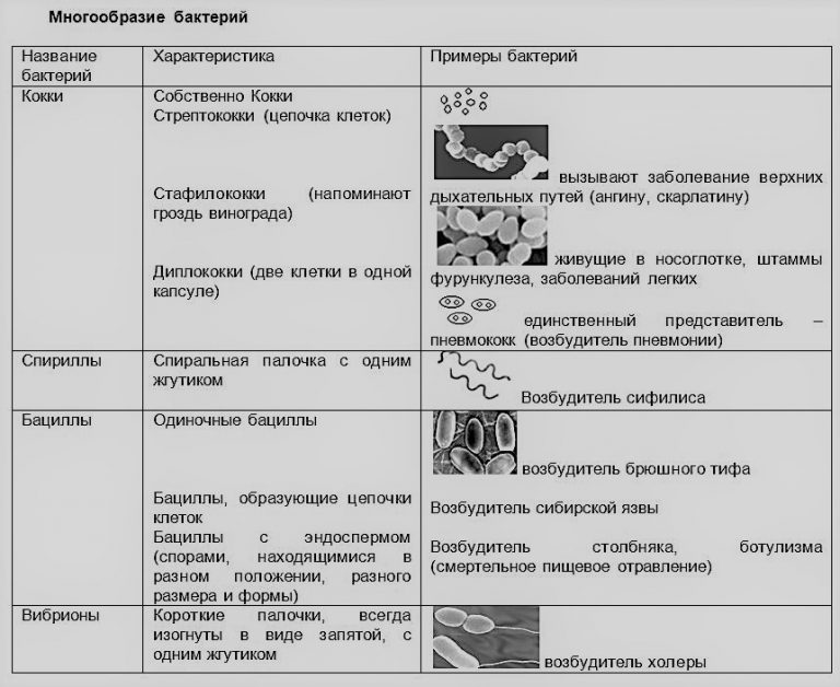 Общая характеристика бактерий 7 класс презентация