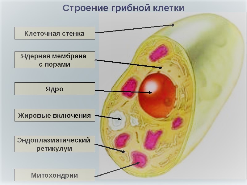 строение грибной клетки