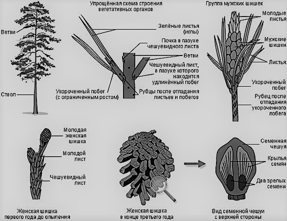 Жизненный цикл растений - Дистанционные уроки