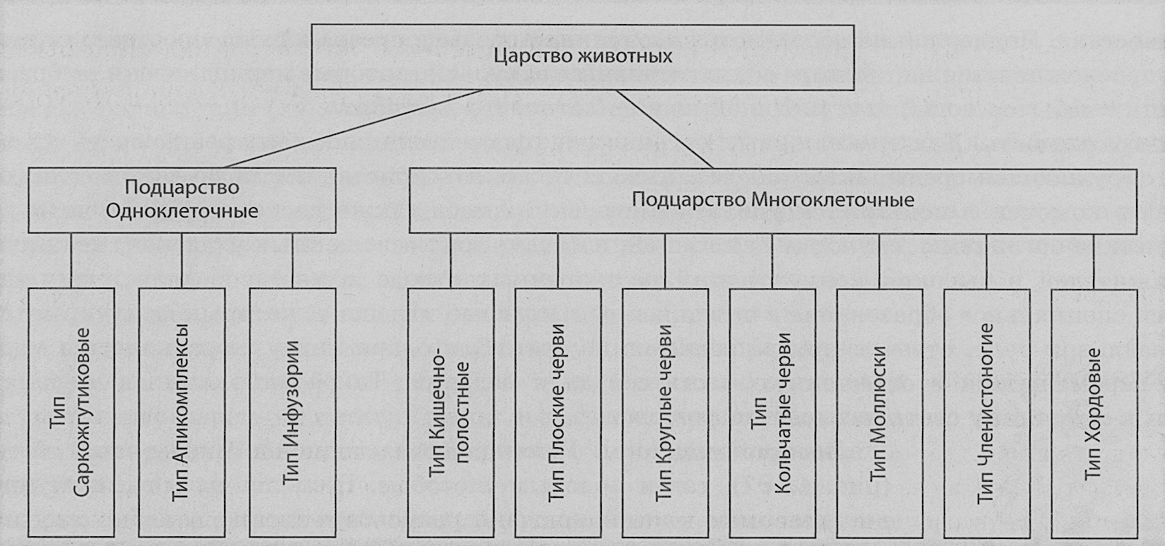 Царство животные схема