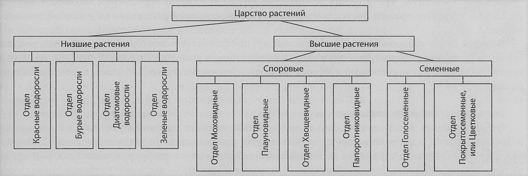 Царство растений классификация схема