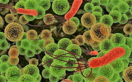теория к огэ по биологии: бактерии
