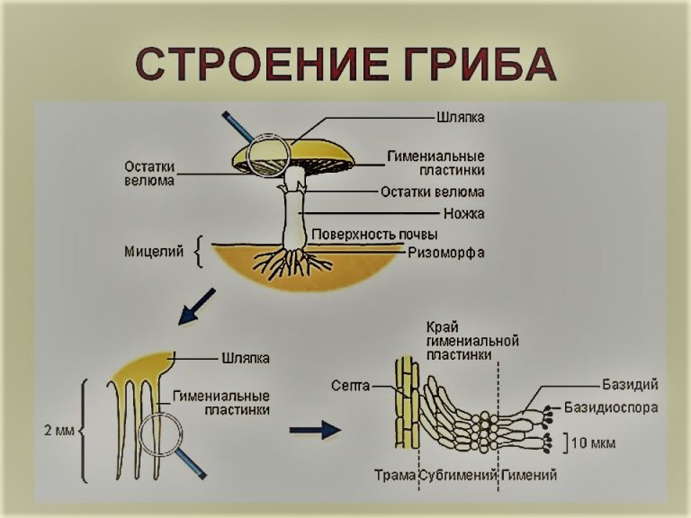 Схема возникновения грибов на земле