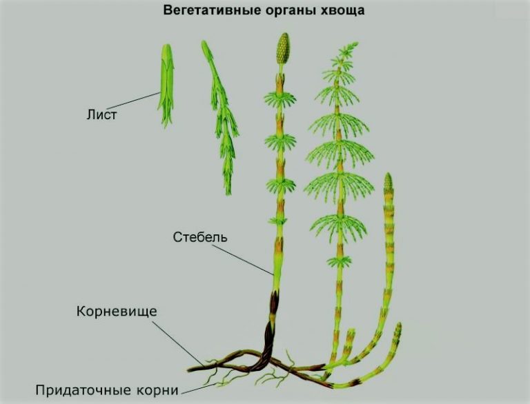 Споры хвоща рисунок