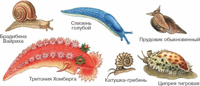 Чим живляться молюски – моллюски растительноядные