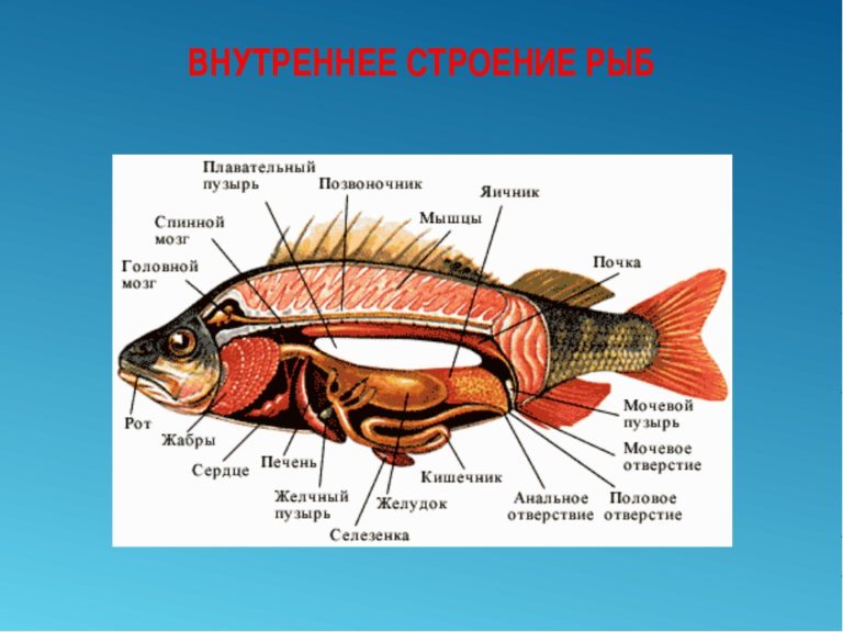 Рыбы: хрящевые и костные • СПАДИЛО