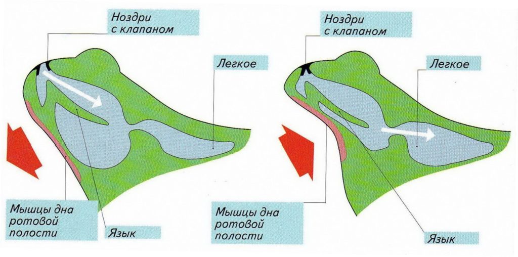 Схема строения кровеносной системы земноводных