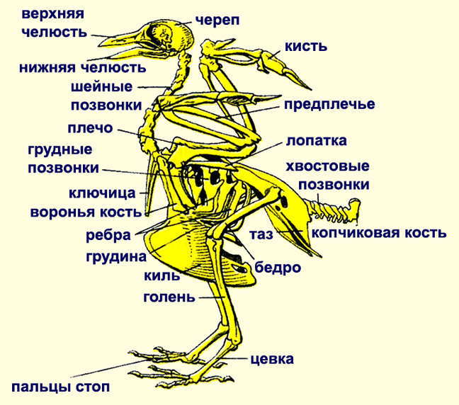 Скелет птиц приспособлен у птиц кости. Опорно двигательная система птиц скелет. Строение опорно двигательной системы птиц. Скелет птицы цевка. Опора двигательная система у птиц.