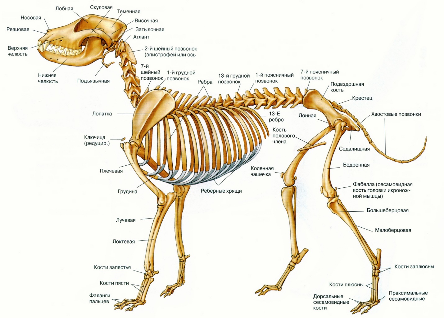 О чем говорит сходный план строения скелетов разных позвоночных животных кратко
