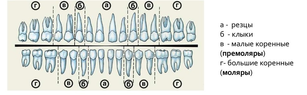 2 корня в зубе. Зубы моляры премоляры резцы. Моляры премоляры схема зубов. Анатомия каналов 5 зуба верхней челюсти. Пятый зуб снизу схема.