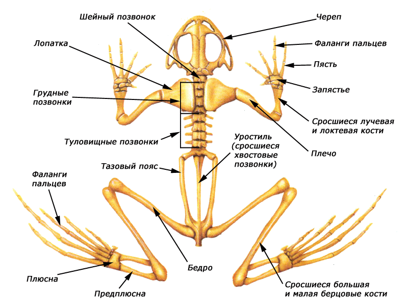 Цевка хордовые. Земноводных строение отделов скелета. Опорно двигательная система лягушки скелет. Кости и отделы скелета лягушки. Скелет лягушки шейный отдел.