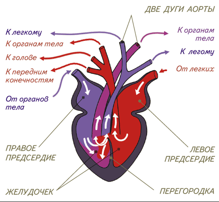 У пресмыкающихся трехкамерное сердце без перегородки. Строение кровеносной системы рептилий схема. Круги кровообращения пресмыкающихся схема. Схема строения сердца млекопитающих. Строение сердца кровь кровообращение.