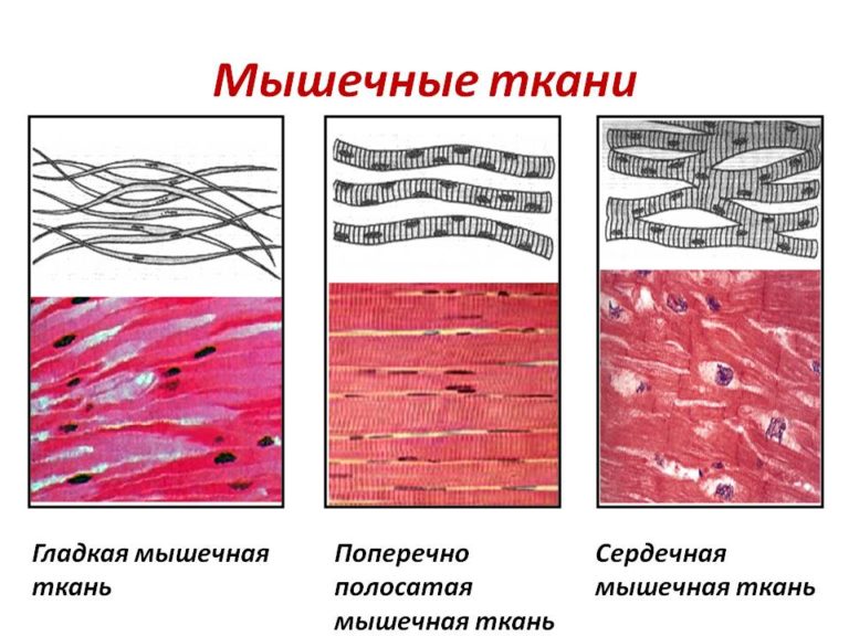 Изображение тканей человека