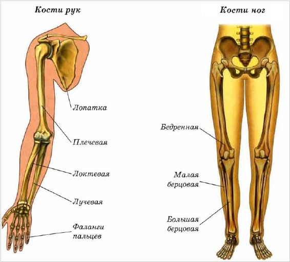 Кости рук и ног