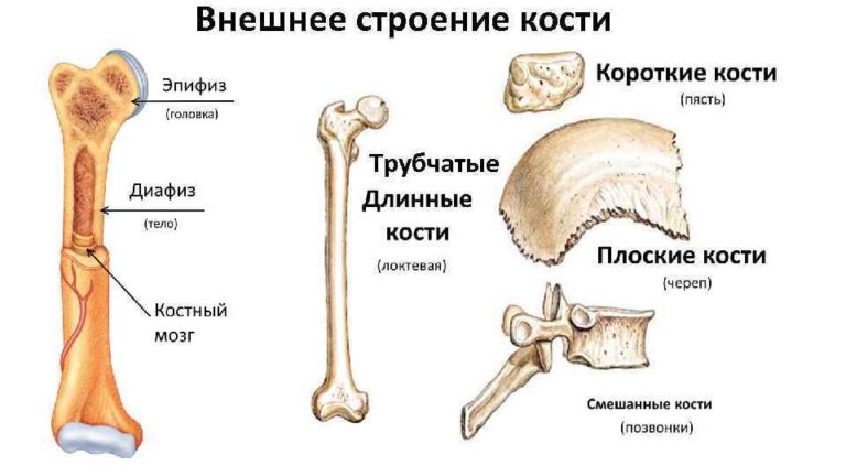 Использование принципа строения костей в архитектуре