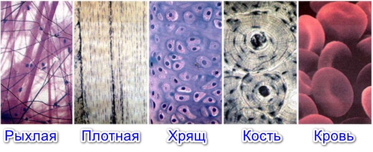 Типы соединительной ткани