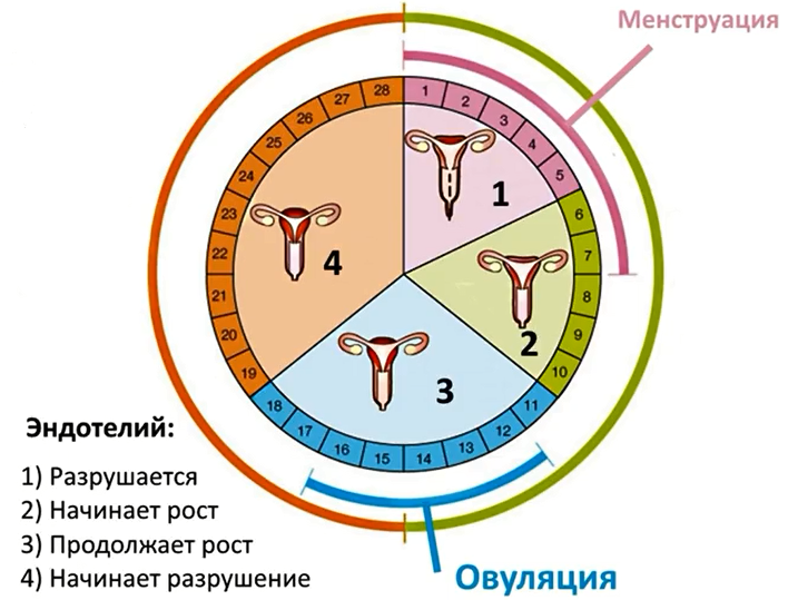 Цикл яичников