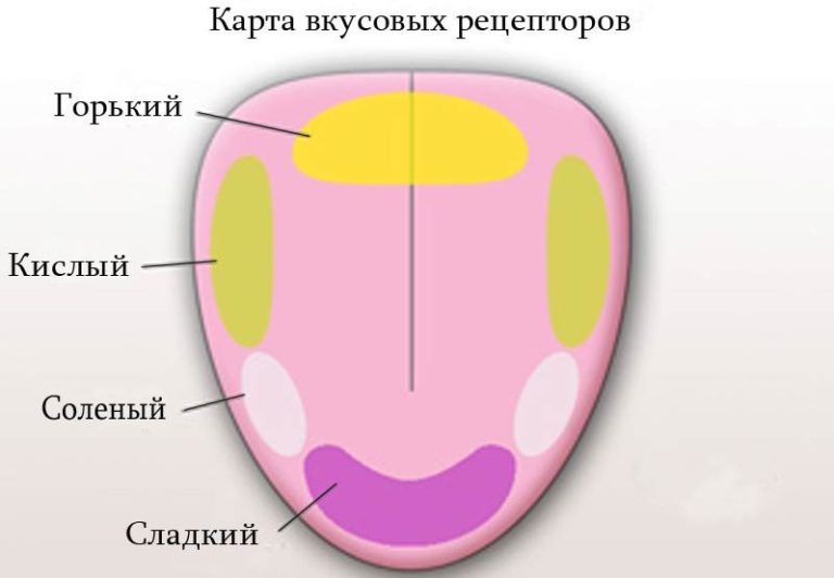 Картинки на тему язык орган вкуса