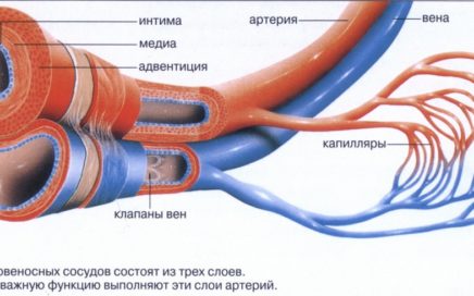 Артерии и вены
