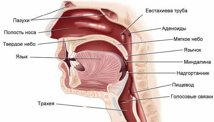 Схема дыхательных путей
