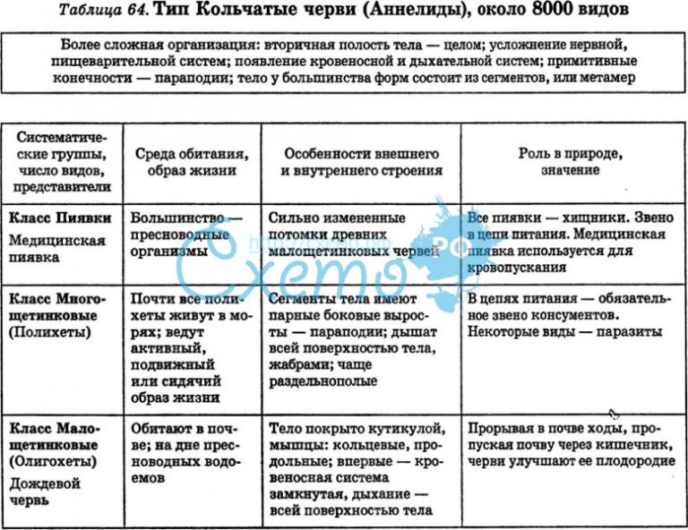 План ответа общая характеристика червей