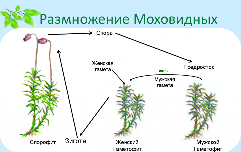 На рисунке изображен жизненный цикл мха определите какой процесс происходит под номером 1