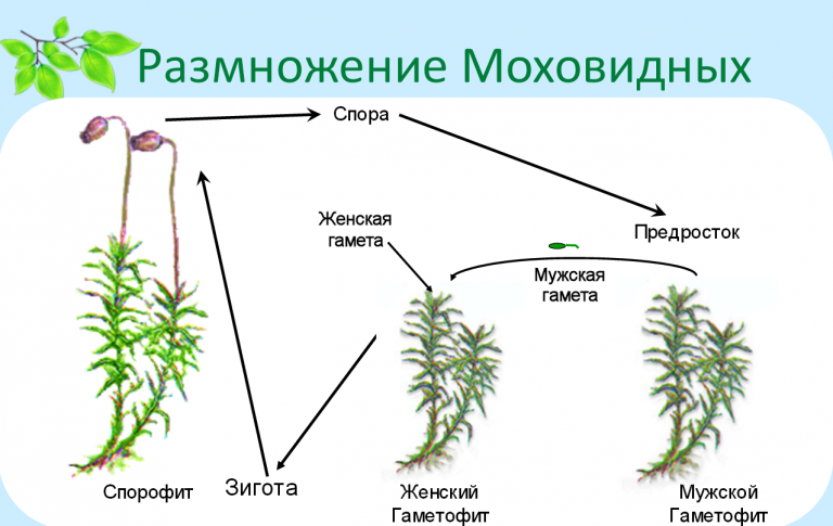 На рисунке изображен жизненный цикл мха кукушкин лен подпишите что обозначено цифрами 1 4