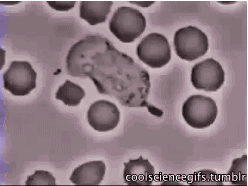 C:\Users\Ксенья\Desktop\лейкоцит гоняет бактерию.gif