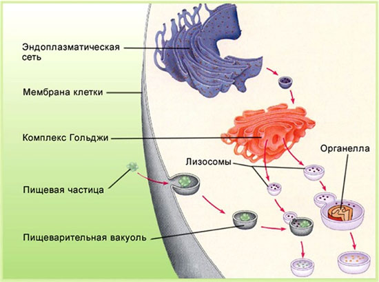 что такое площадь эпс