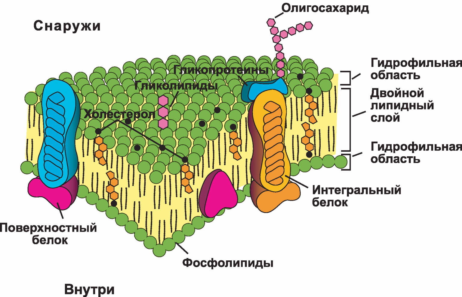 Определите модель какой клеточной структуры изображена на рисунке