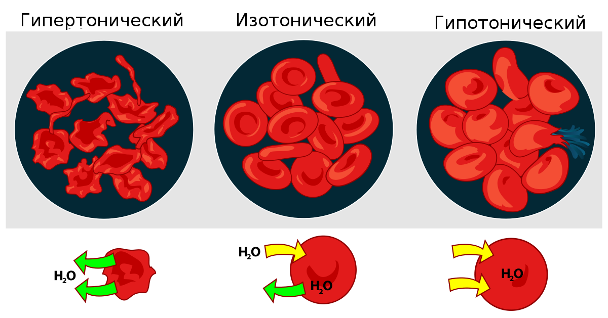 Посмотрите на изображение эритроцитов в разной среде в каком