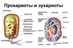 Общий план строения прокариотической и эукариотической клетки