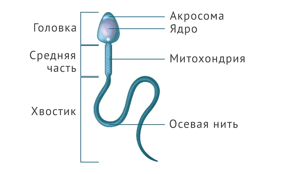 Схема строения спермия