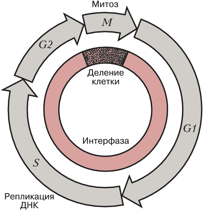 Схема клеточного цикла митоза