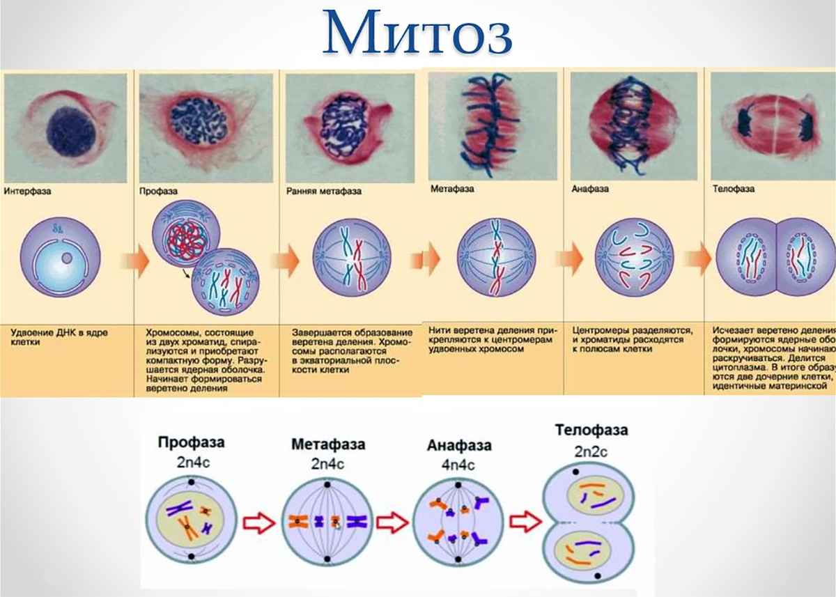 Какие клетки способны к делению. Фазы деления клетки митоз рисунок. Этапы деления клетки митоз. Митоз фазы и процессы таблица. Фазы митоза схема.
