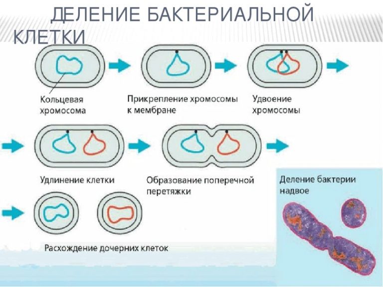 Деление бактерий картинки