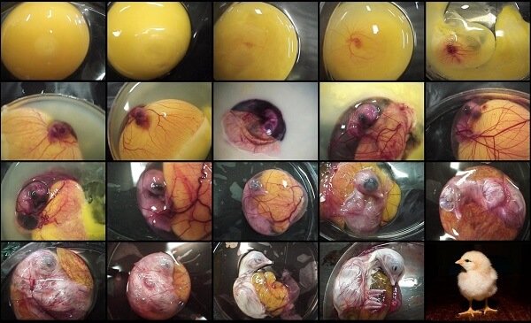 Развитие цыпленка в яйце по дням, фото и видео | Курочка | Яндекс Дзен
