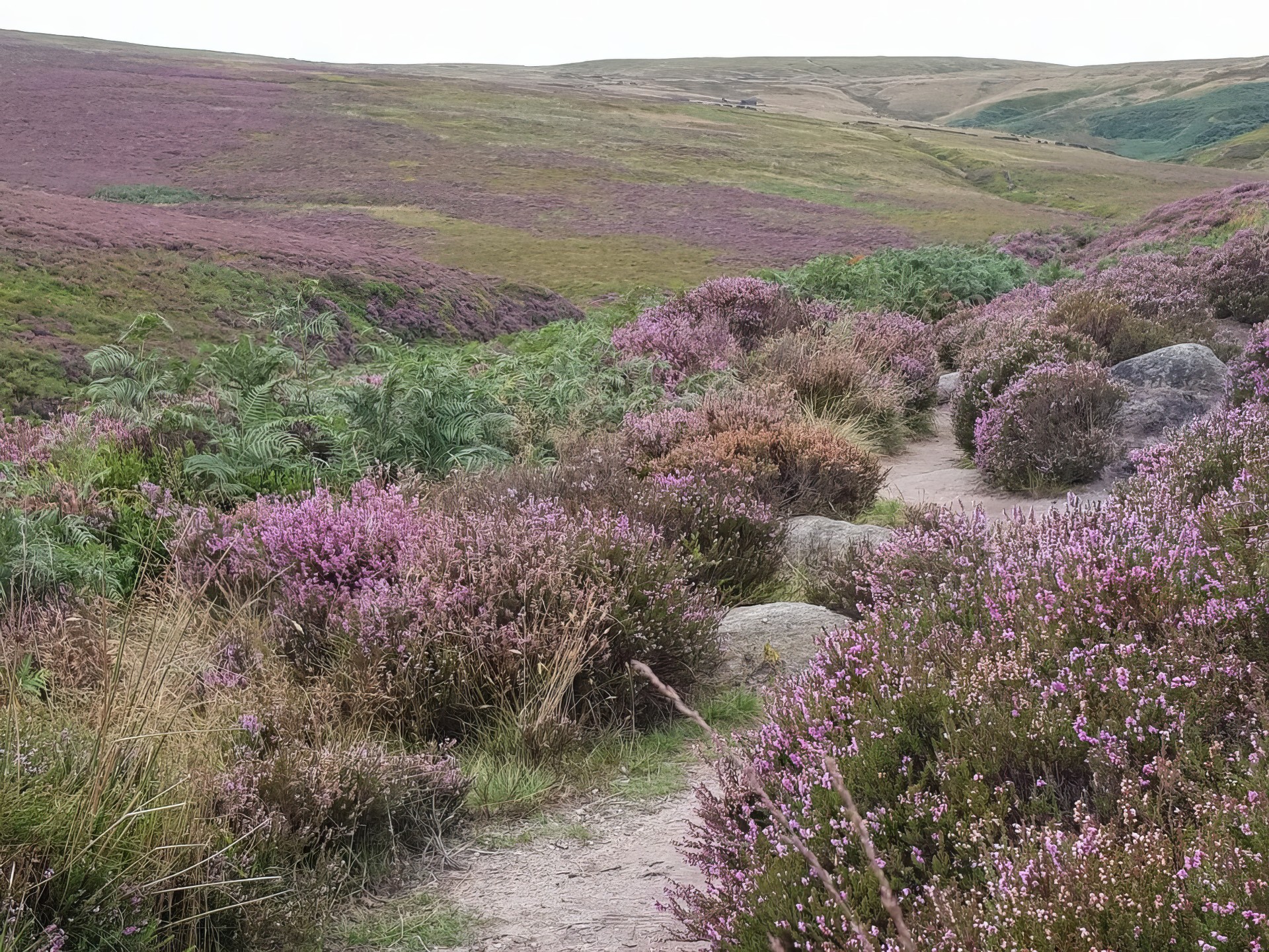 Цветущий вереск в Йоркшире, Великобритания.