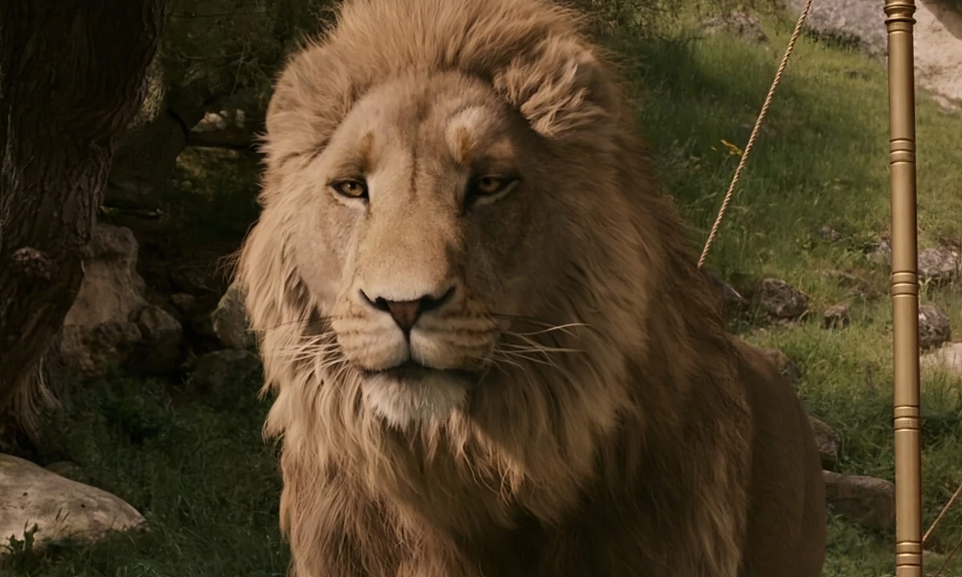 Аслан в фильме «Хроники Нарнии: Лев, колдунья и волшебный шкаф» (2005). 