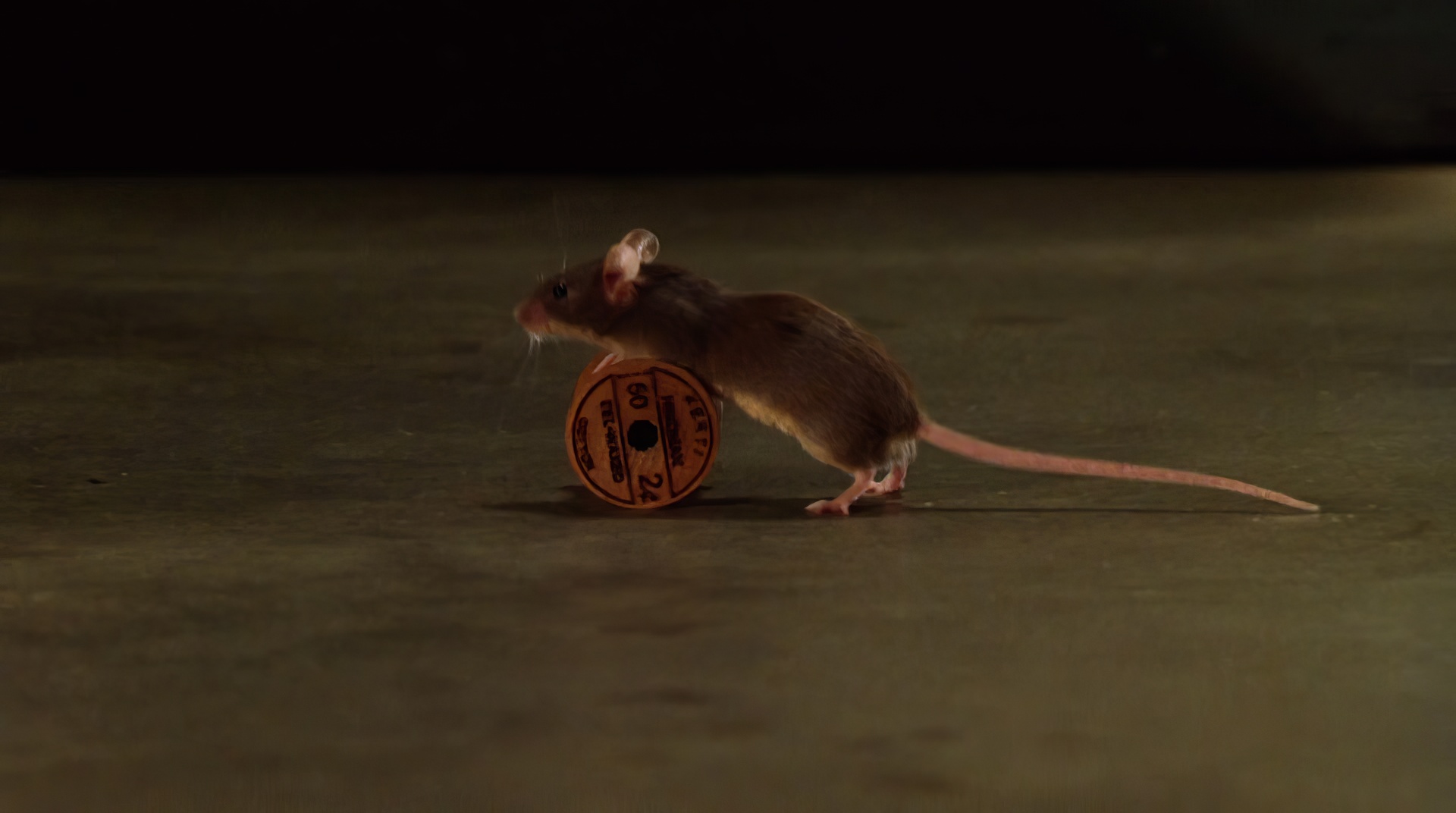 Мистер Джинглс — персонаж романа «Зелёная миля». Кадр из фильма "Зелёная миля" (1999).